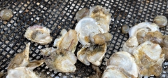 Oysters rest on the mesh of an oyster cage.