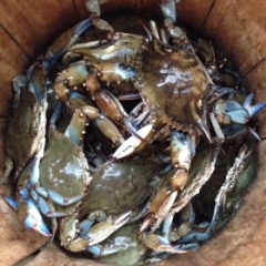 blue crabs
