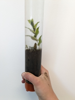 A hand holds up a clear tube of sediment and a plant.