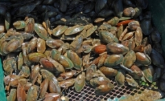 A Mussel’s Muscles: Can another bivalve help save the bay?