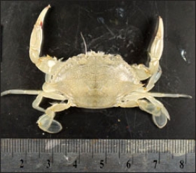 photo of crab grown in acidified water