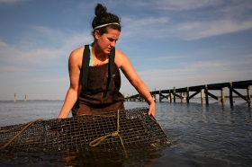 Annie moves an oyster cage while wading in a Virginia tidal river.