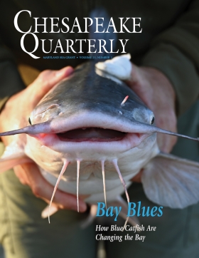 head-on view of a blue catfish being held by human hands. 