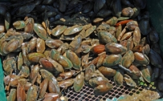 A Mussel’s Muscles: Can another bivalve help save the bay?