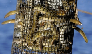 A harvest of yellow eels writhe in an eel pot