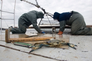 The Winter Crabbers