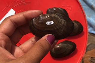 Close-up of an Eastern pondmussel (Ligumia nasuta)