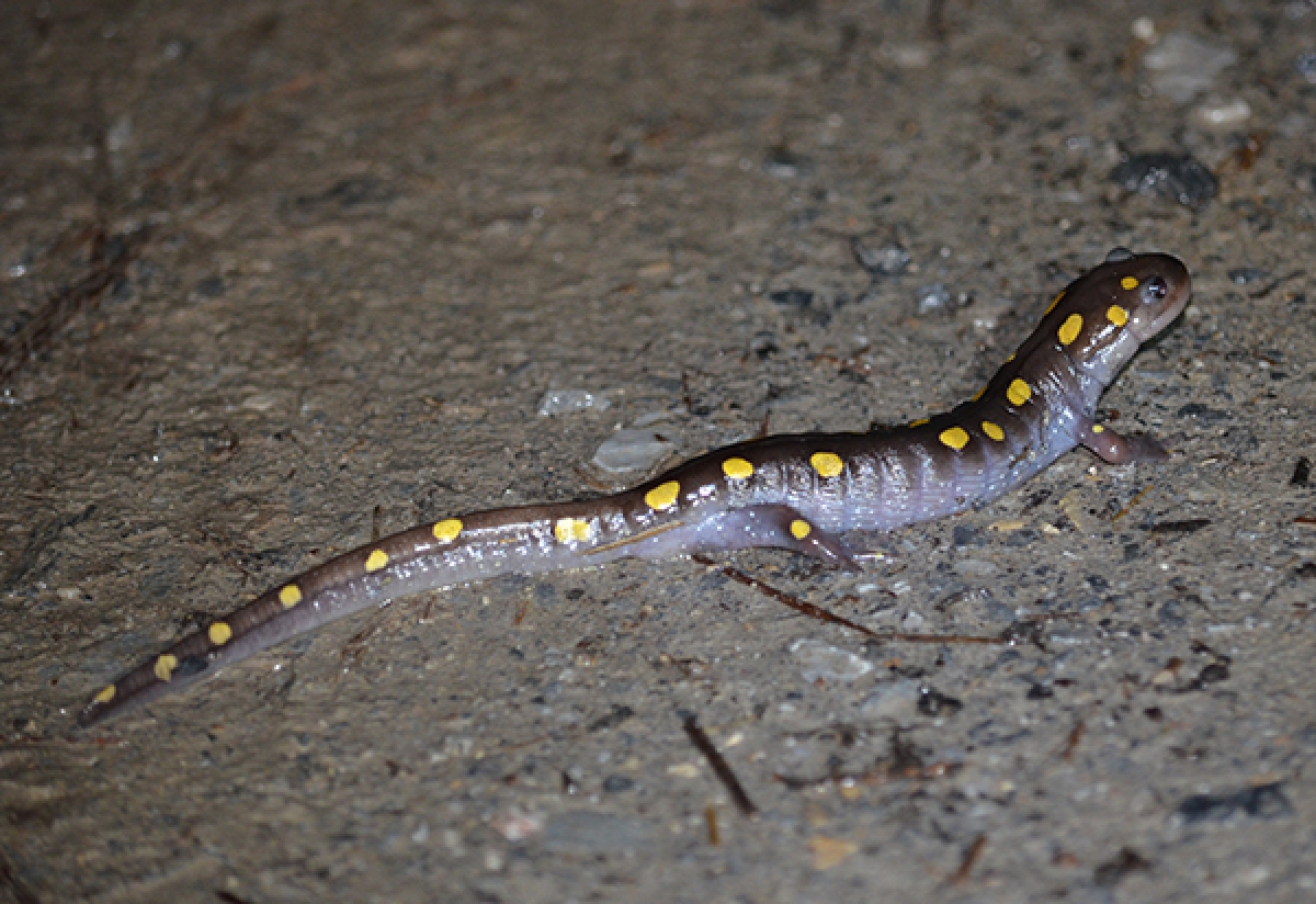 Side image of a spotted salamander, brown with yellow spots along the top of its head, body, and tail.