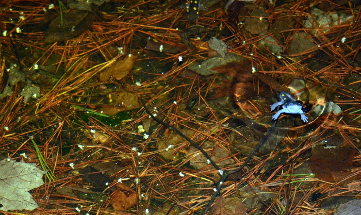 Image of vernal pool from above, with pine needles and leaves under the water. A spotted salamander is in the upper right corner of the image.