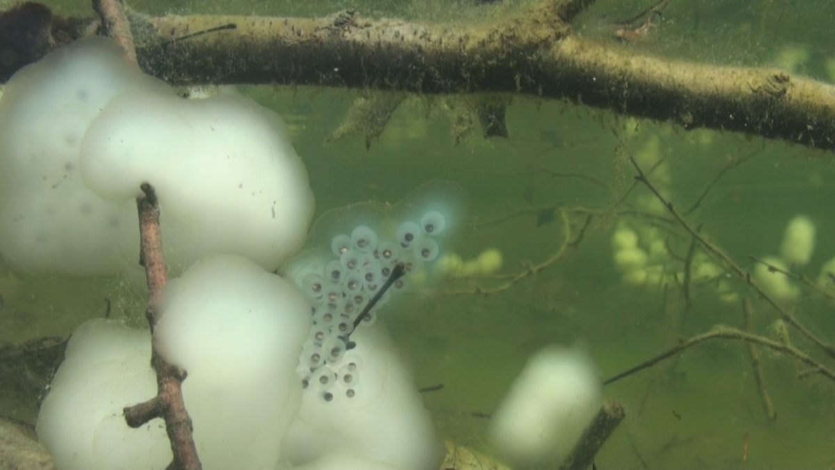 Underwater image. A horizontal branch is in the distance. In the foreground is a thin perpendicular branch that is covered with white, cloudliek structures.