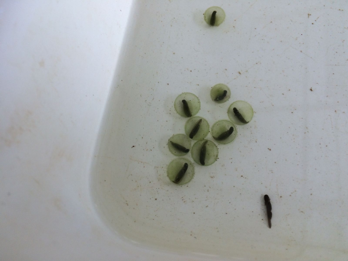 White background and white tray at an angle. Laying on the white tray are salamander larva in green egg cases.