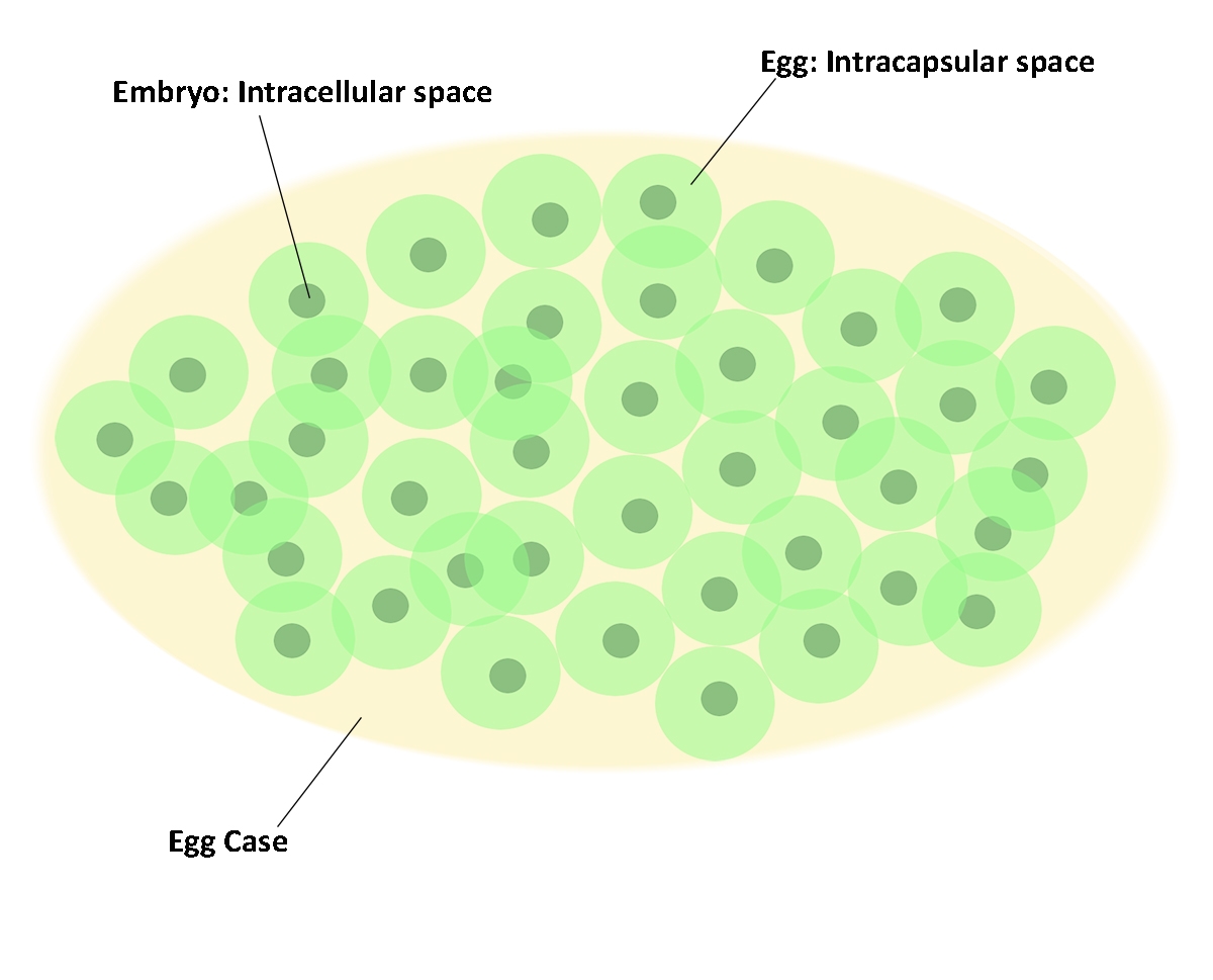 Illustration a brown egg case, light green eggs, and darker green embryos. The following are labelled; Egg case, Egg: Intracapsular space, Embryo: Intracellular space