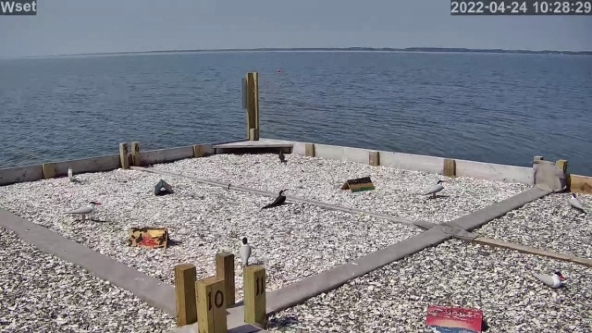Restoring the Shore: Touring coastal projects in Maryland's