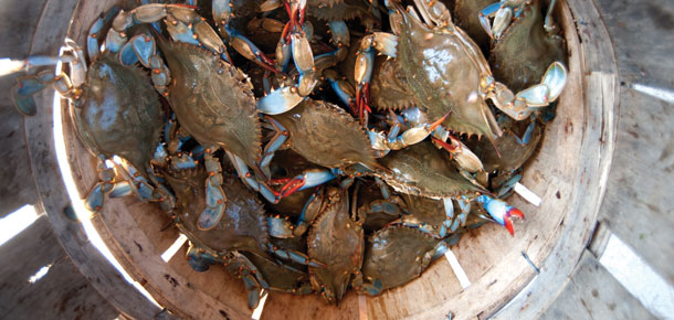 Blue Crab and the Fishery  Smithsonian Environmental Research Center